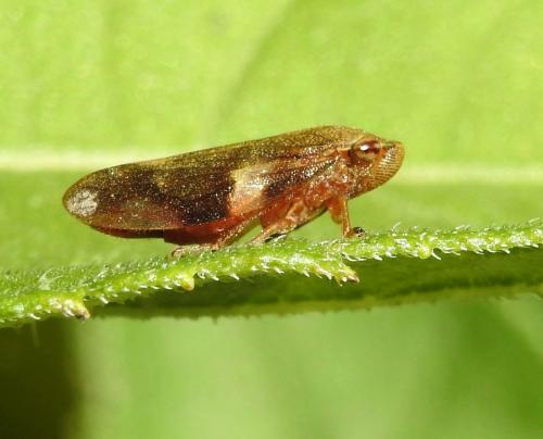 Aphrophora alni